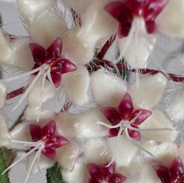 hoya plant seeds Hoya Flagellata Yala 10 Pieces Seeds – exotic-gardenkingdom.com
