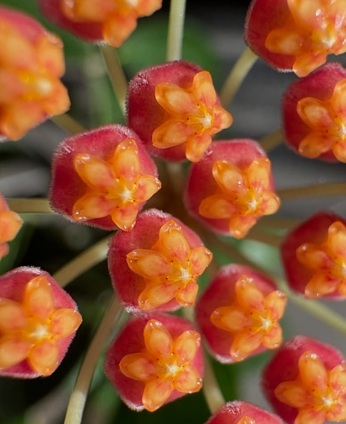 Hoya leticiae 10 Pieces Seeds