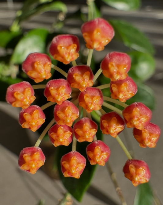 Hoya leticiae 10 Pieces Seeds