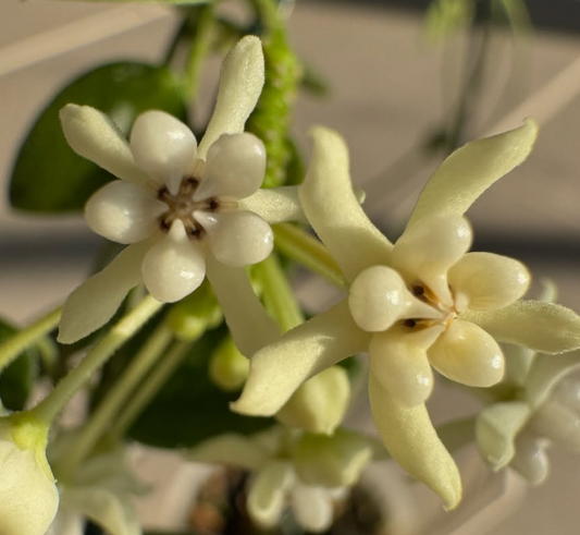 Hoya pulleana 10 Pieces Seeds