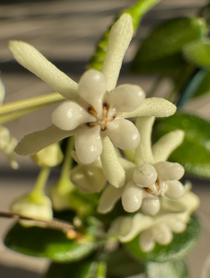 Hoya pulleana 10 Pieces Seeds