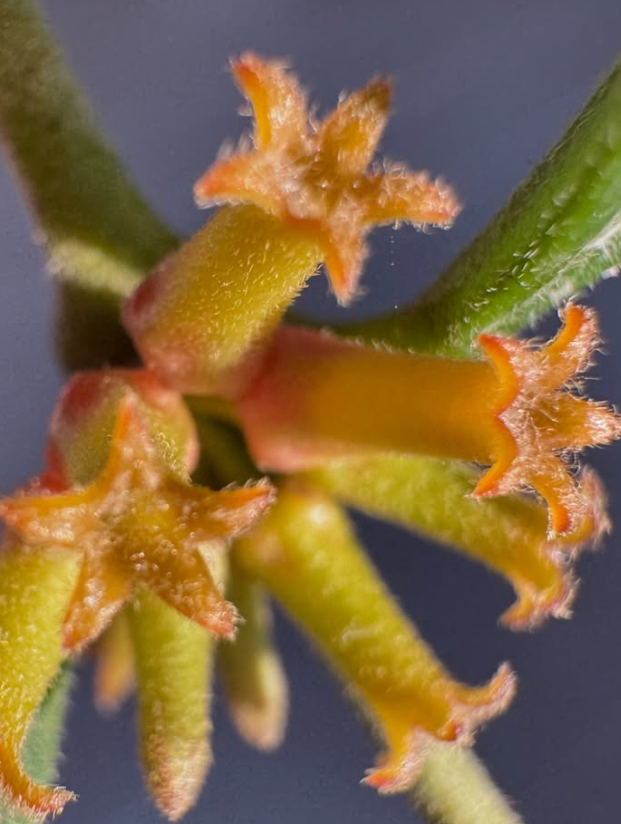 Hoya manipurensis 10 Pieces Seeds