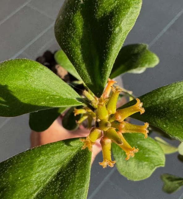 Hoya manipurensis 10 Pieces Seeds