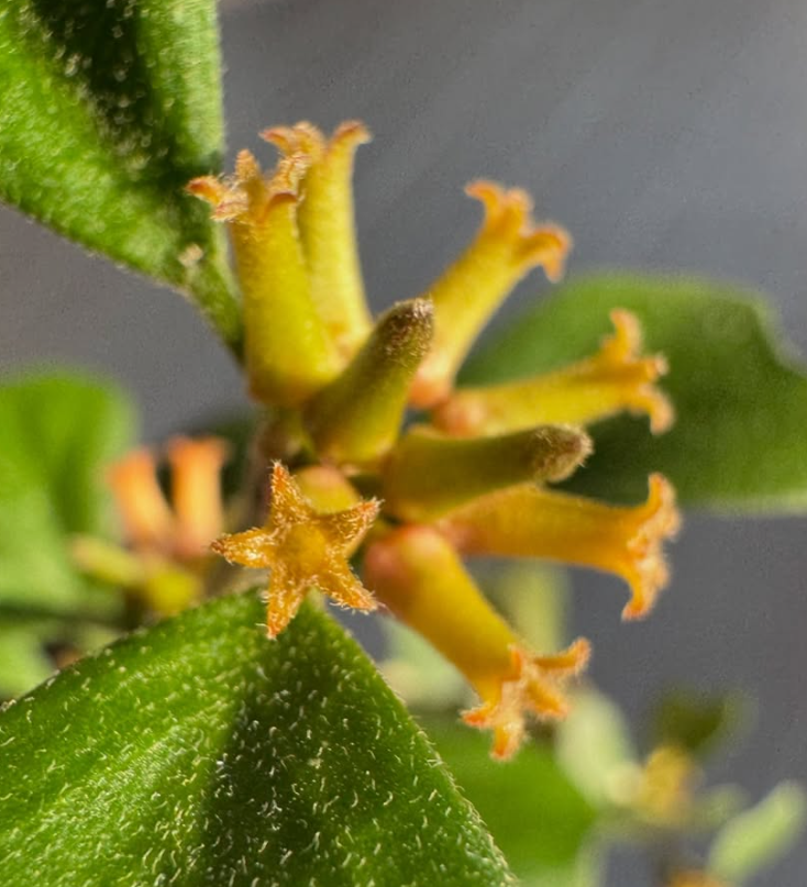 Hoya manipurensis 10 Pieces Seeds