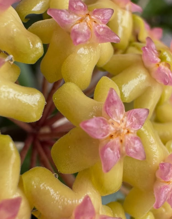 Hoya ' Joy ' 10 Pieces Seeds