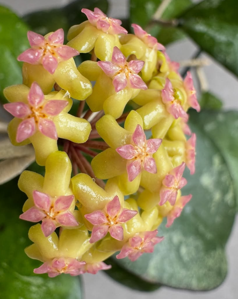 Hoya ' Joy ' 10 Pieces Seeds