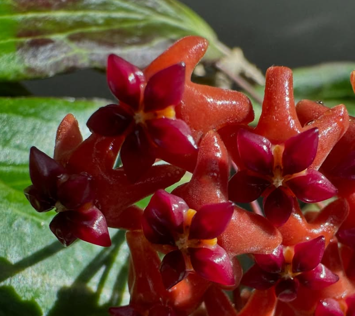 Hoya bordenii 10 Pieces Seeds