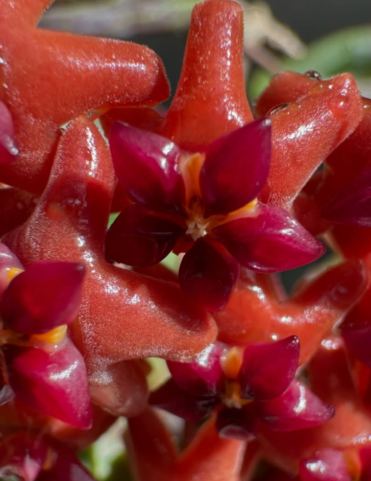 Hoya bordenii 10 Pieces Seeds
