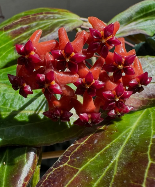 Hoya bordenii 10 Pieces Seeds