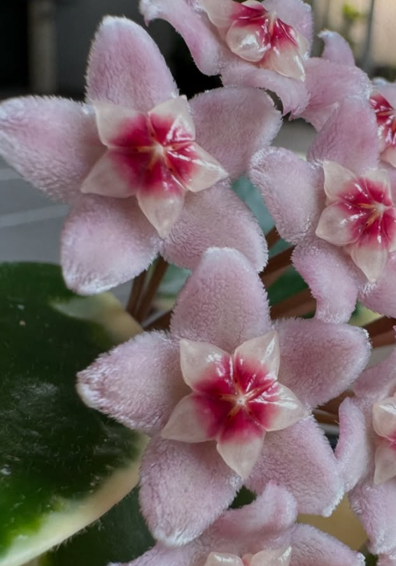 Hoya Carnosa Chelsea 10 Pieces Seeds