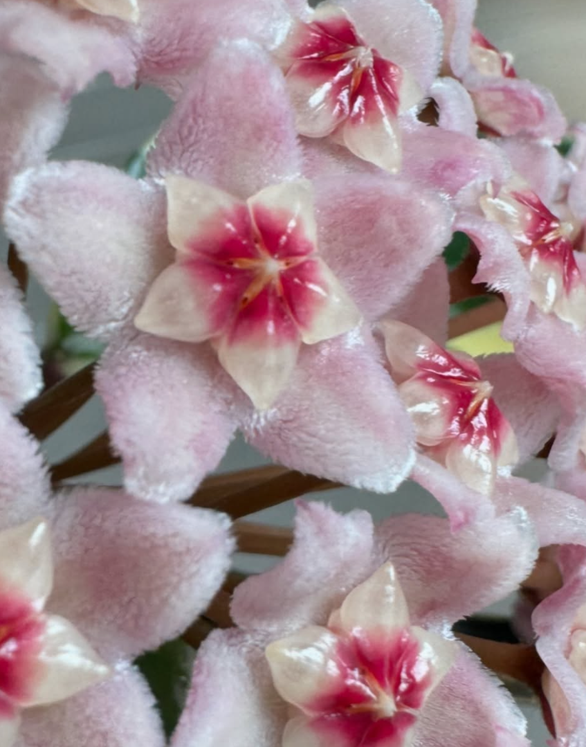 Hoya Carnosa Chelsea 10 Pieces Seeds