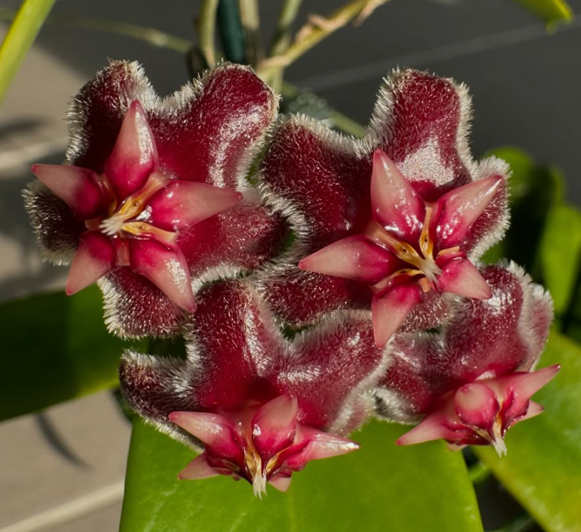 Hoya pubicorolla 10 Pieces Seeds