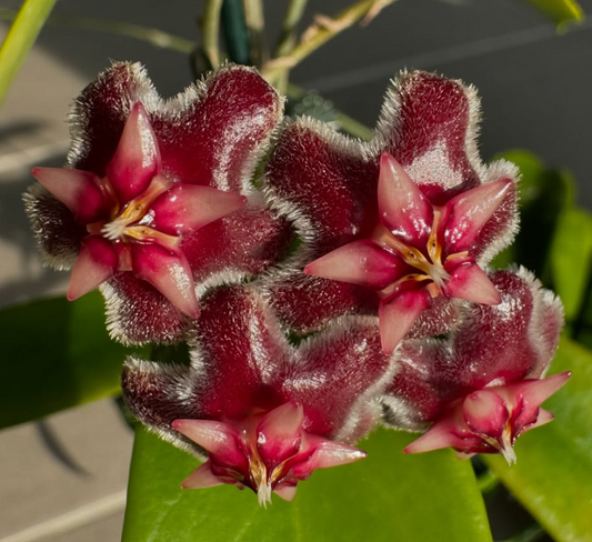 Hoya pubicorolla 10 Pieces Seeds