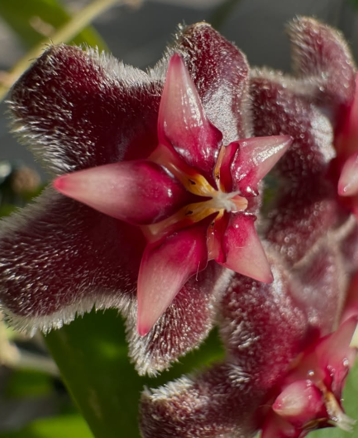 Hoya pubicorolla 10 Pieces Seeds