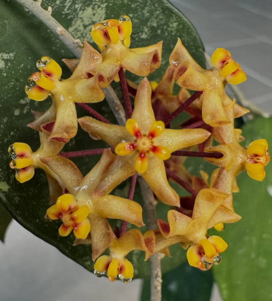 Hoya corneri 10 Pieces Seeds