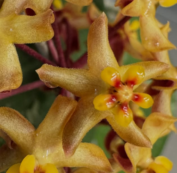 Hoya corneri 10 Pieces Seeds