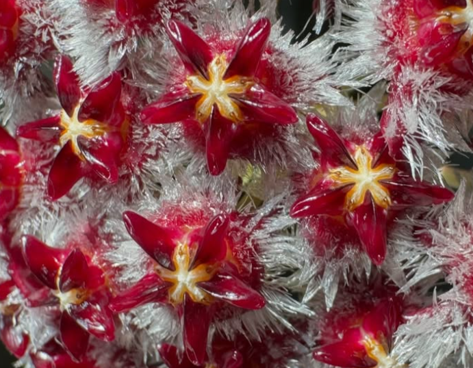 Hoya mindorensis (Red) 10 Pieces Seeds