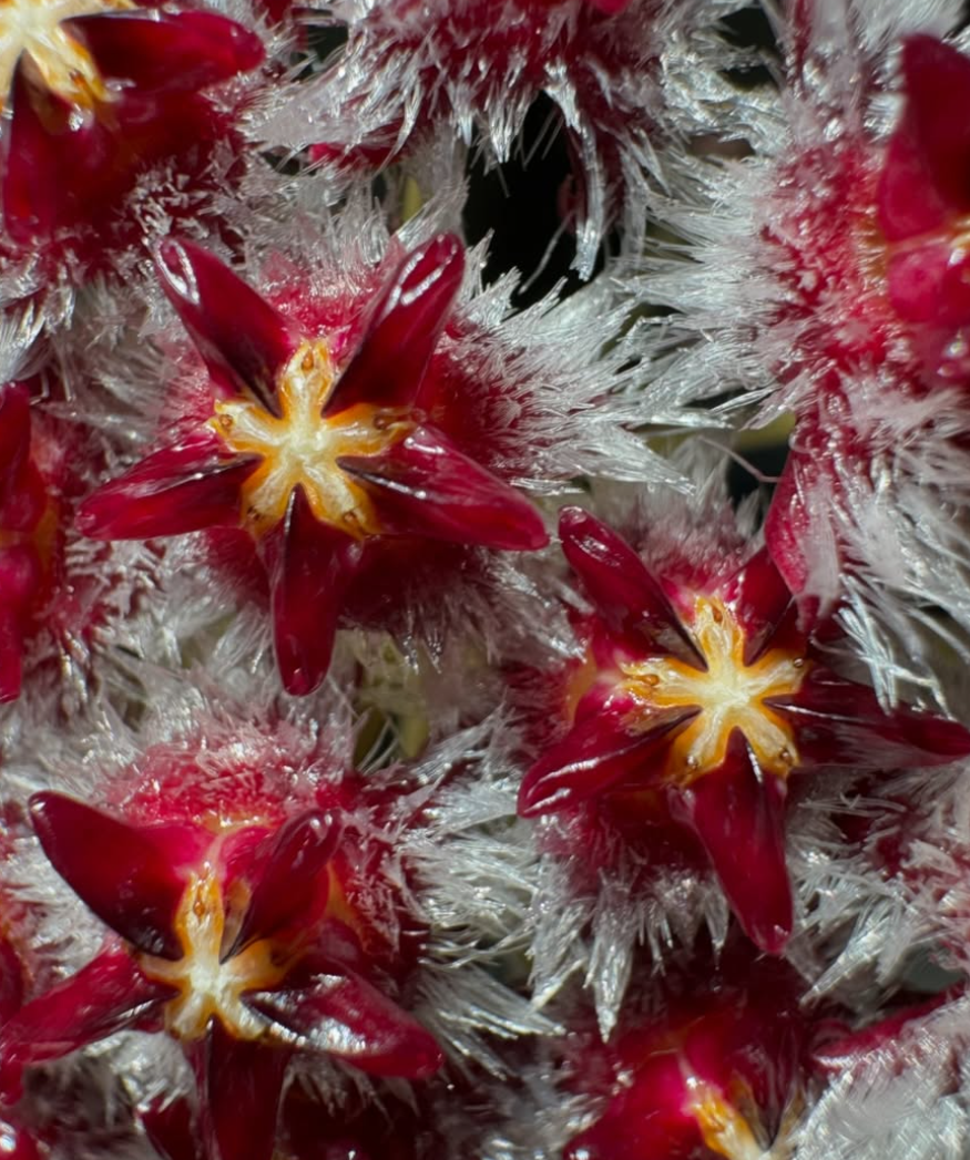 Hoya mindorensis (Red) 10 Pieces Seeds