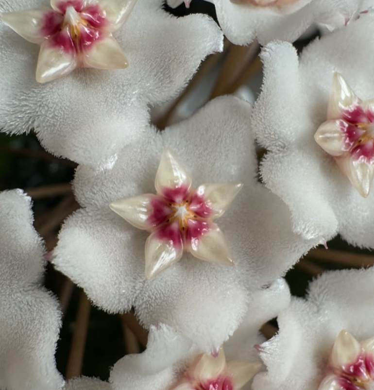 Hoya fungii 10 Pieces Seeds
