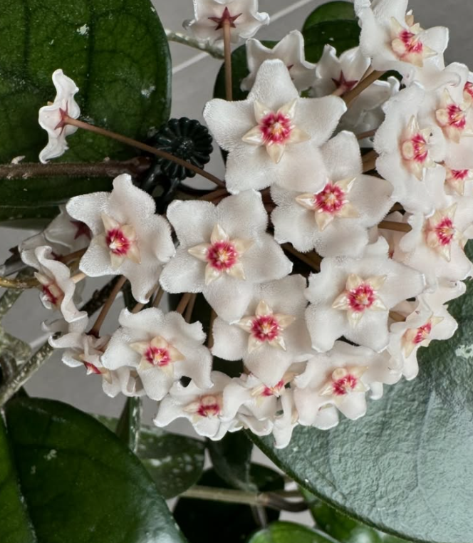 Hoya fungii 10 Pieces Seeds