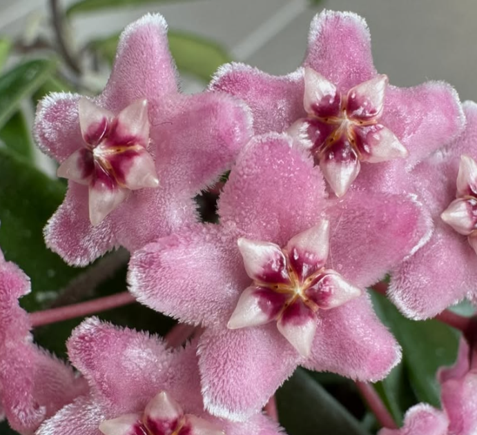 Hoya 'Minibelle' 10 Pieces Seeds