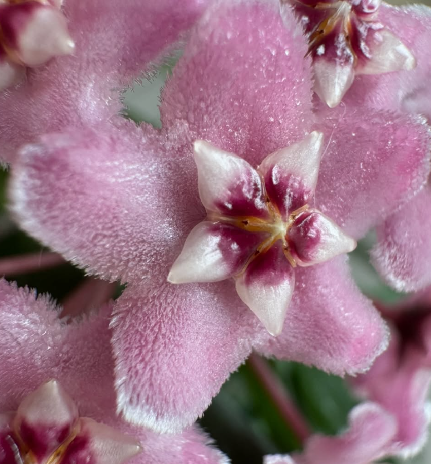 Hoya 'Minibelle' 10 Pieces Seeds