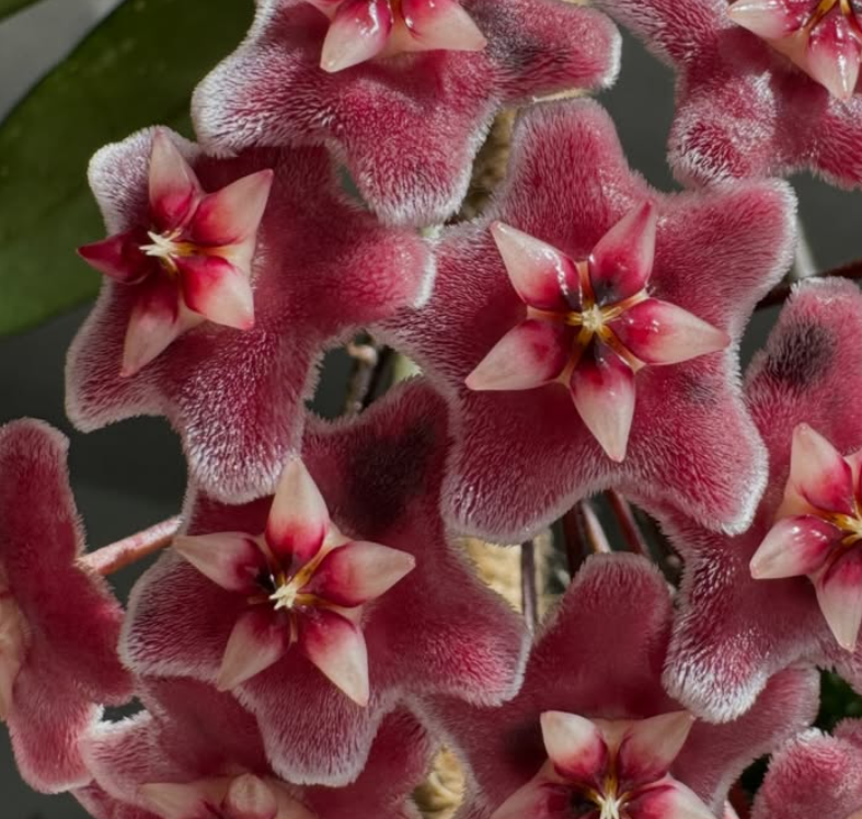 Hoya pubicalyx cv. Chimera 10 Pieces Seeds