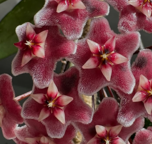 Hoya pubicalyx cv. Chimera 10 Pieces Seeds