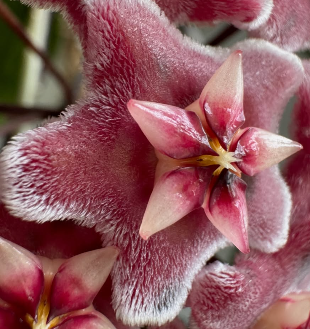 Hoya pubicalyx cv. Chimera 10 Pieces Seeds