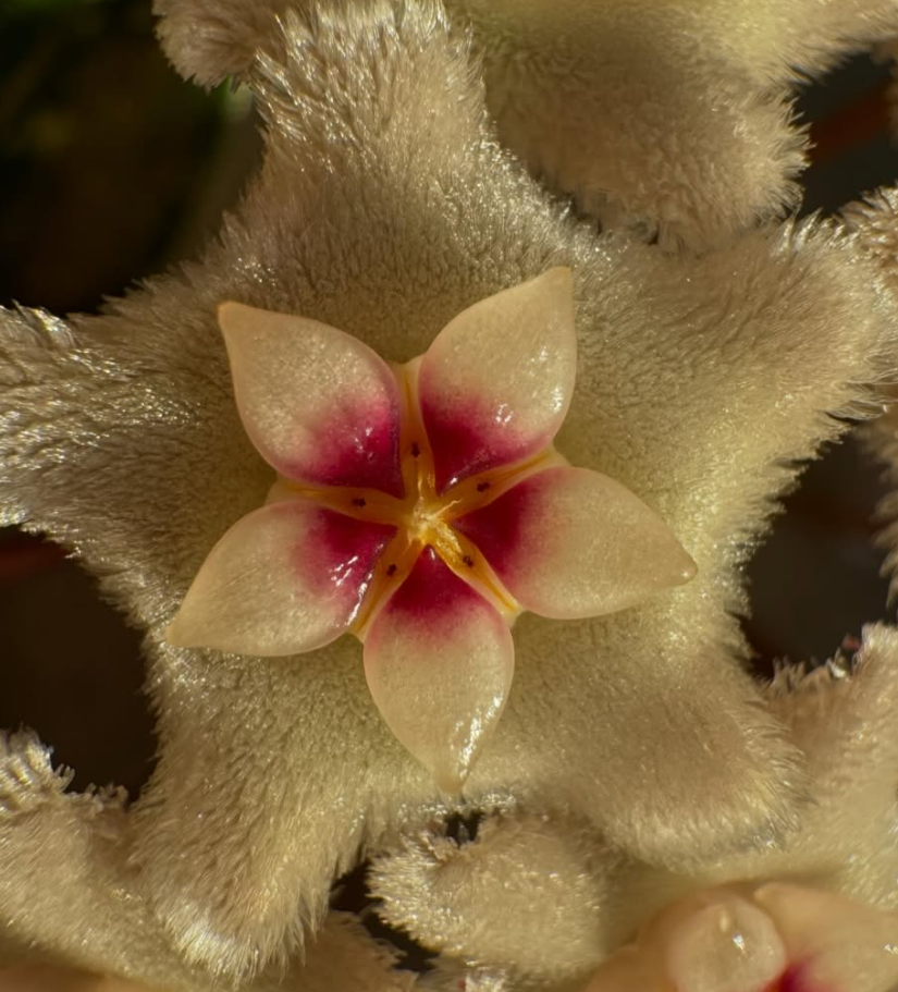 Hoya 'Mathilde' 10 Pieces Seeds