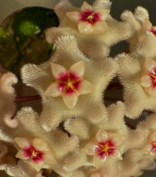 Hoya 'Mathilde' 10 Pieces Seeds