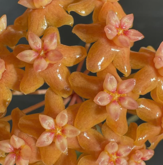 Hoya Fitchii 10 Pieces Seeds