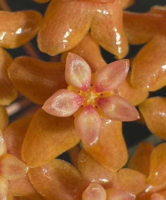 Hoya Fitchii 10 Pieces Seeds
