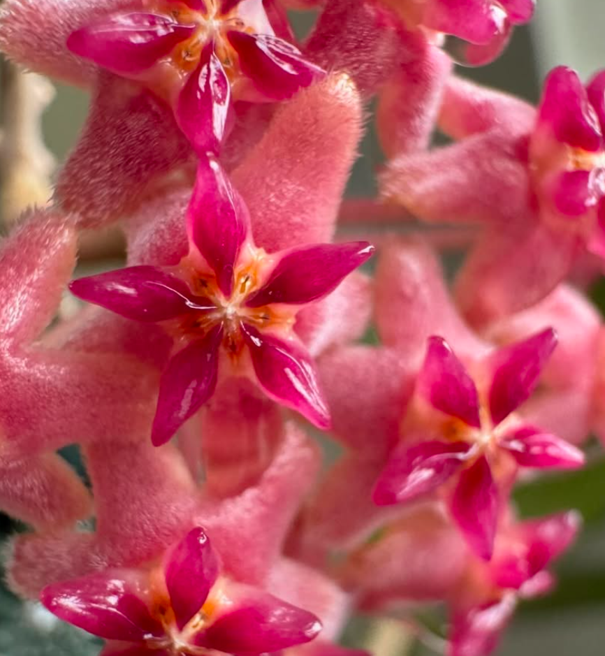 Hoya 'Nathalie' 10 Pieces Seeds