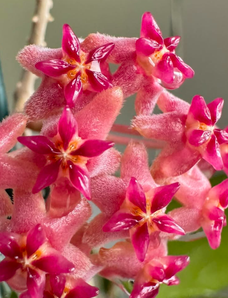 Hoya 'Nathalie' 10 Pieces Seeds