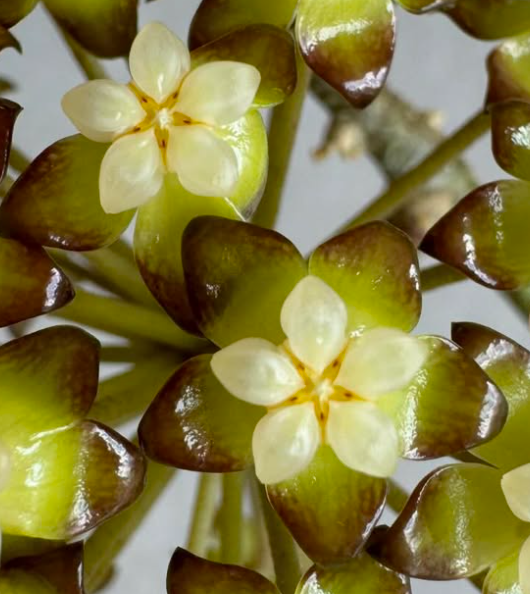 Hoya Clemensiorum Sumatra 10 Pieces Seeds