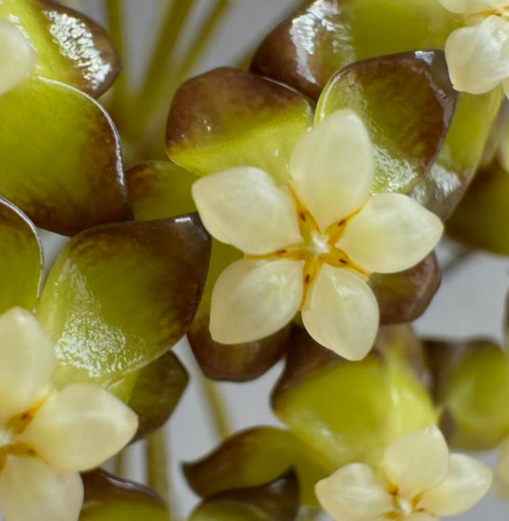 Hoya Clemensiorum Sumatra 10 Pieces Seeds