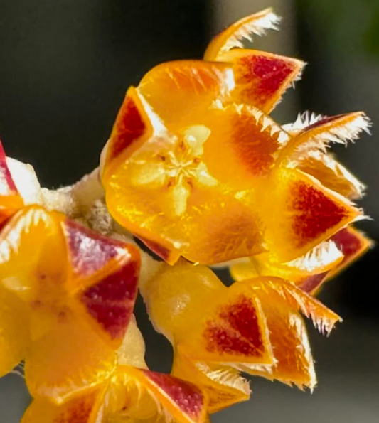 Hoya Spartioides 10 Pieces Seeds