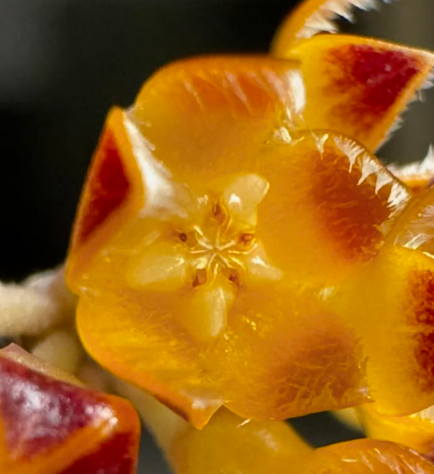 Hoya Spartioides 10 Pieces Seeds