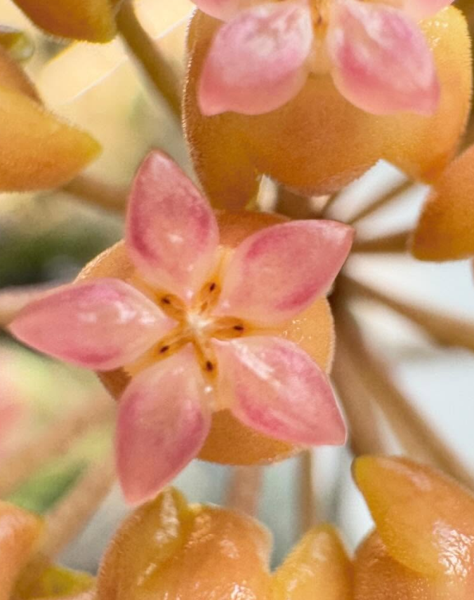 Hoya Priktai 10 Pieces Seeds