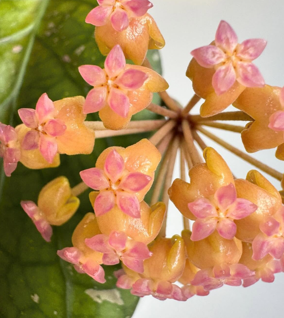 Hoya Priktai 10 Pieces Seeds