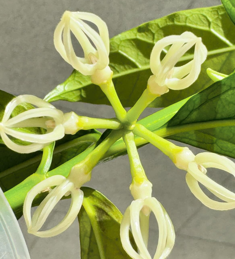 Hoya Decipulae 10 Pieces Seeds