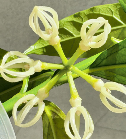 Hoya Decipulae 10 Pieces Seeds