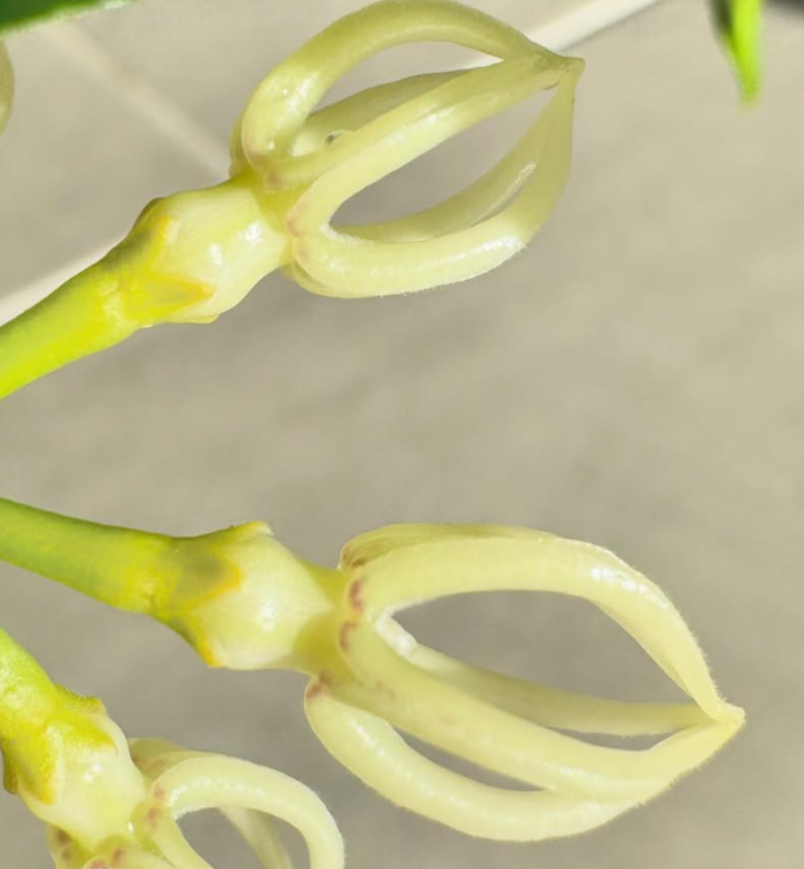 Hoya Decipulae 10 Pieces Seeds