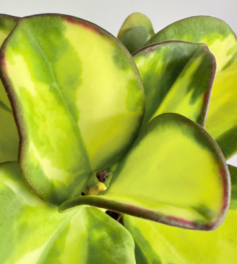 Hoya Pachyclada Variegata 10 Pieces Seeds