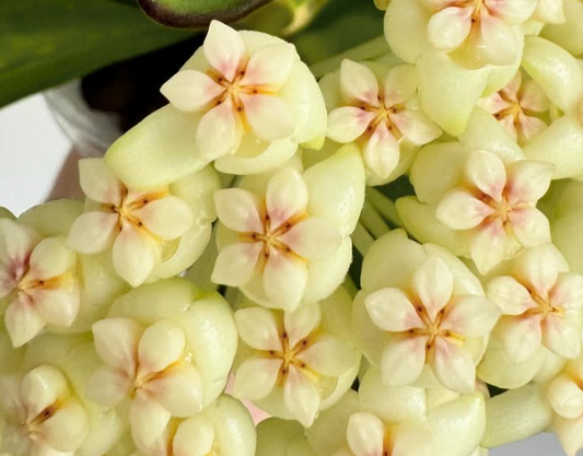 Hoya Pachyclada Variegata 10 Pieces Seeds