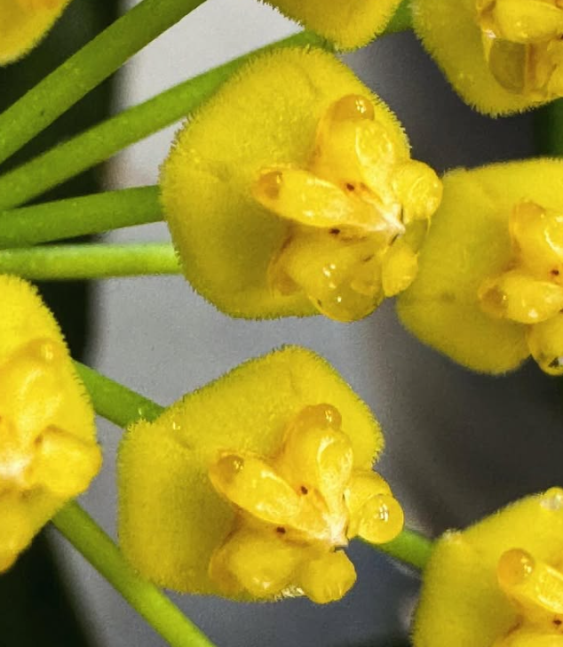 Hoya Tsangii 10 Pieces Seeds