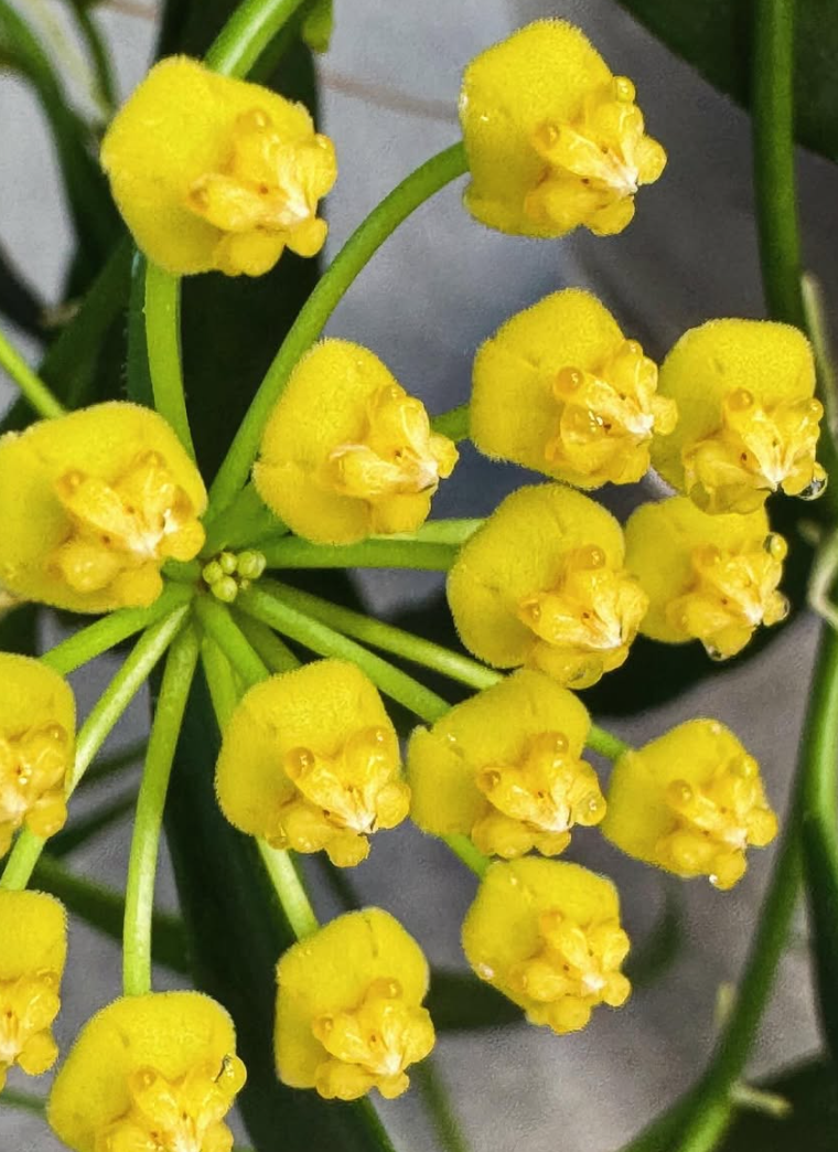 Hoya Tsangii 10 Pieces Seeds