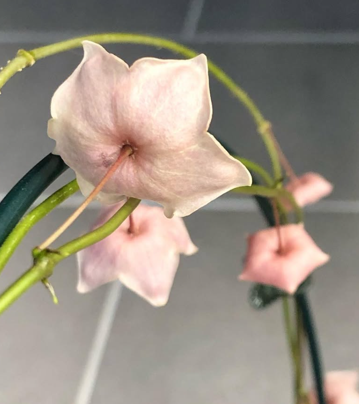 Hoya Apoda 10 Pieces Seeds