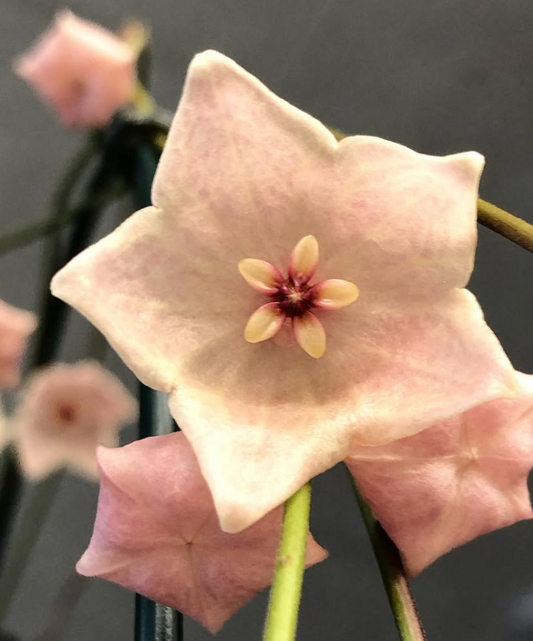 Hoya Apoda 10 Pieces Seeds